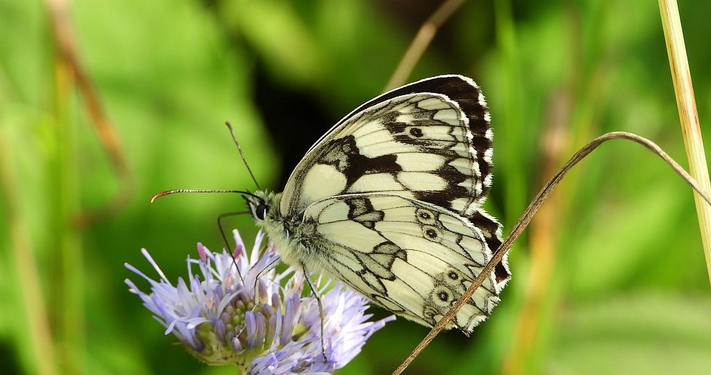 Polowiec szachownica (Melanargia galathea syn. Agapetes galathea)