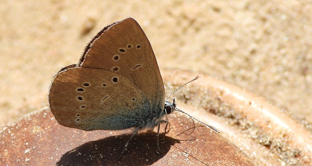 Modraszek semiargus (Polyommatus semiargus)