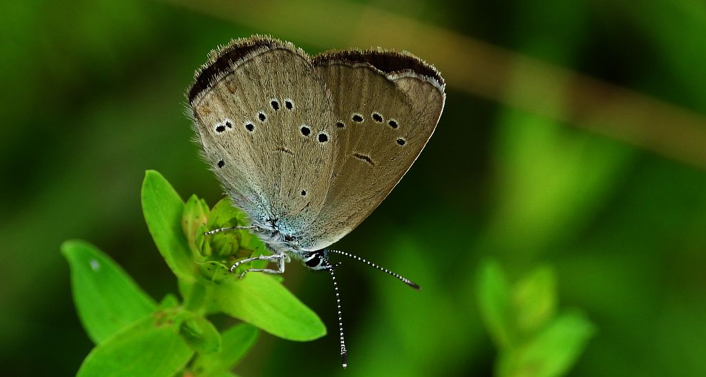 Modraszek semiargus (Polyommatus semiargus)