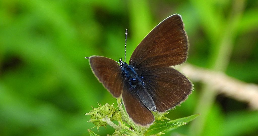 Modraszek semiargus (Polyommatus semiargus)