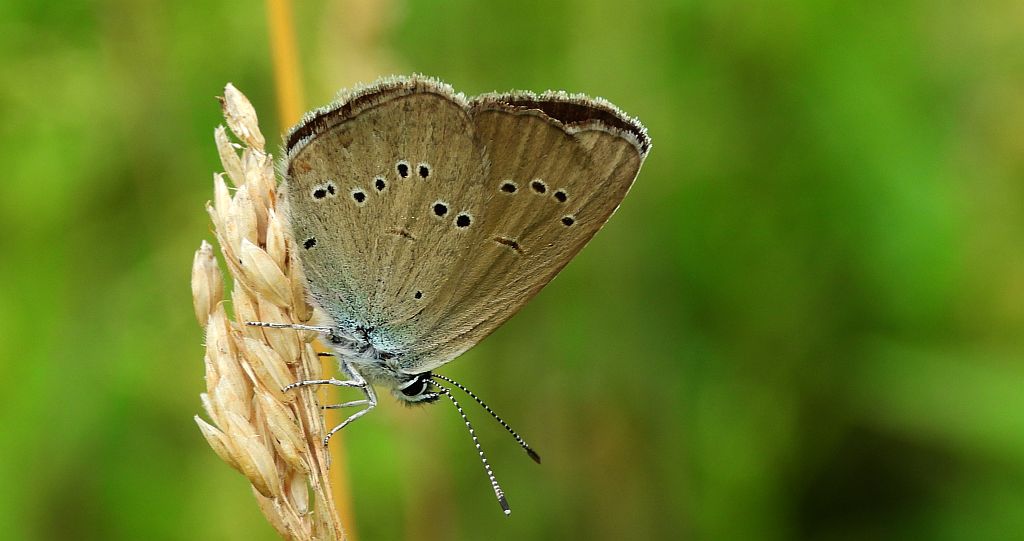 Modraszek semiargus (Polyommatus semiargus)