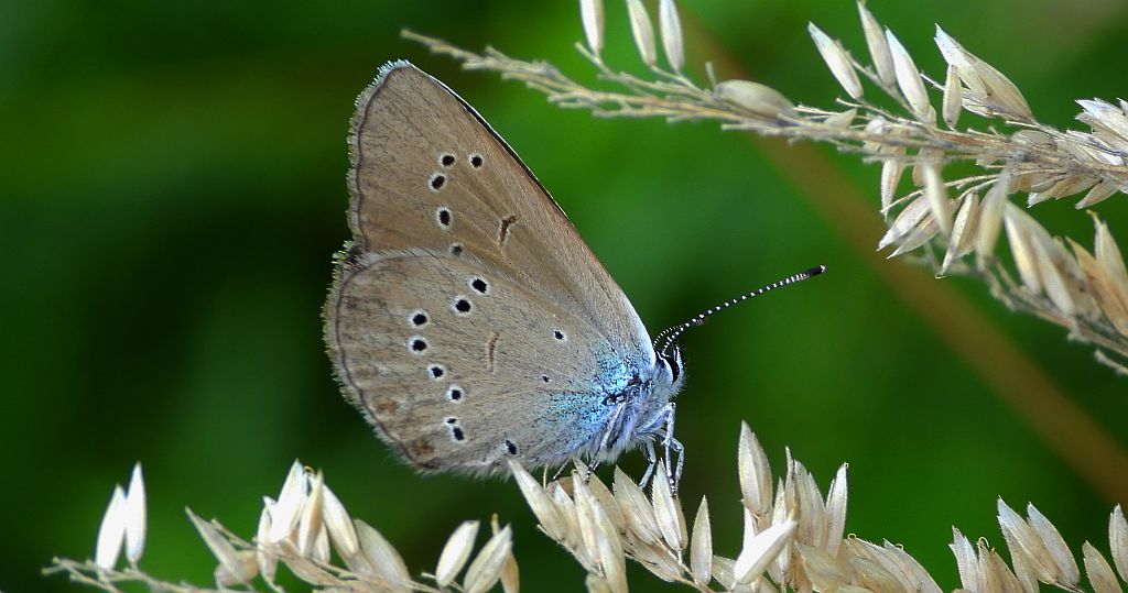 Modraszek semiargus (Polyommatus semiargus)