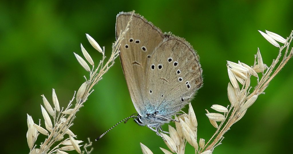 Modraszek semiargus (Polyommatus semiargus)