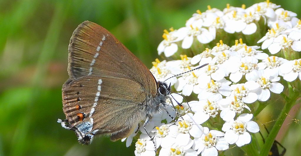 Ogończyk tarninowiec (Satyrium spini)