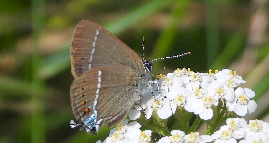 Ogończyk tarninowiec (Satyrium spini)