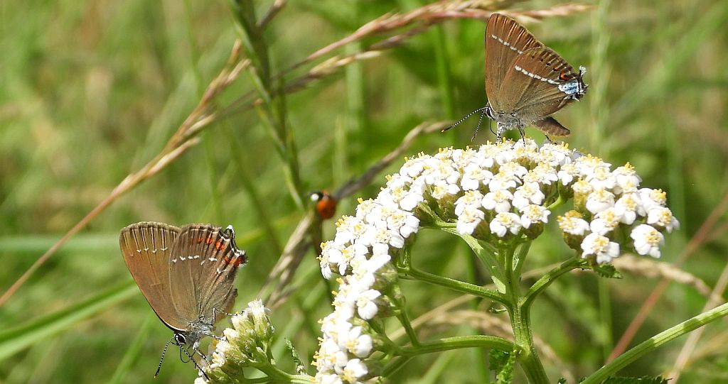 Ogończyk ostrokrzewowiec (Nordmania ilicis) i ogończyk tarninowiec (Satyrium spini)