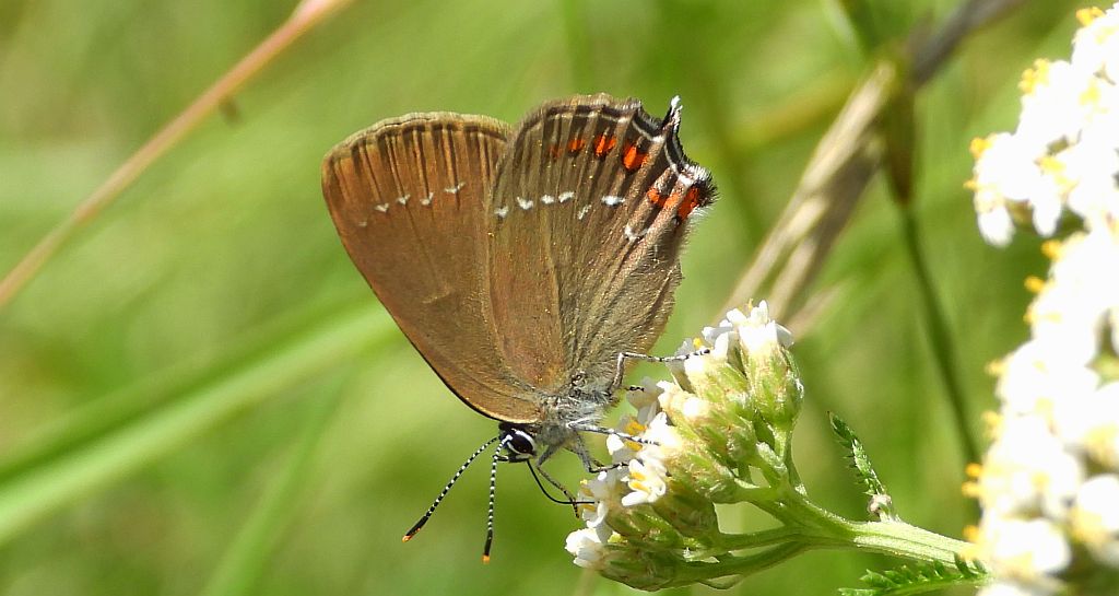 Ogończyk ostrokrzewowiec (Nordmania ilicis)