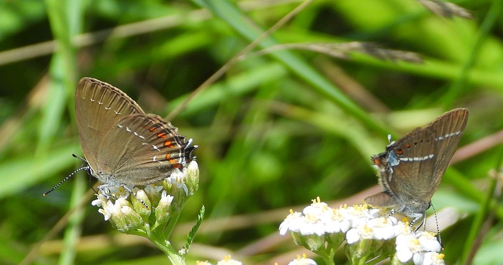 Ogończyk ostrokrzewowiec (Nordmania ilicis) i ogończyk tarninowiec (Satyrium spini)