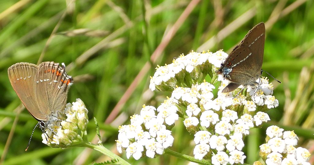 Ogończyk ostrokrzewowiec (Nordmania ilicis) i ogończyk tarninowiec (Satyrium spini)