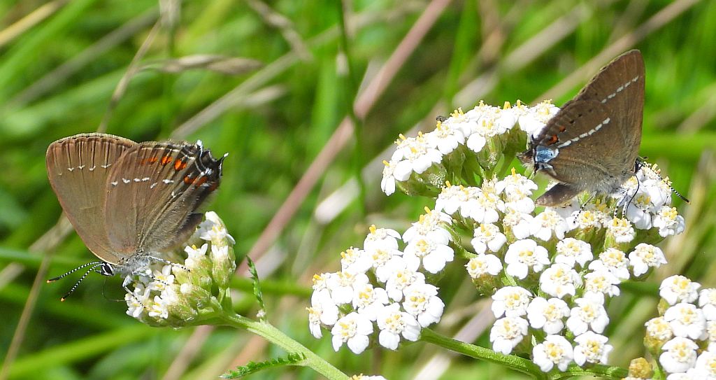 Ogończyk ostrokrzewowiec (Nordmania ilicis) i ogończyk tarninowiec (Satyrium spini)