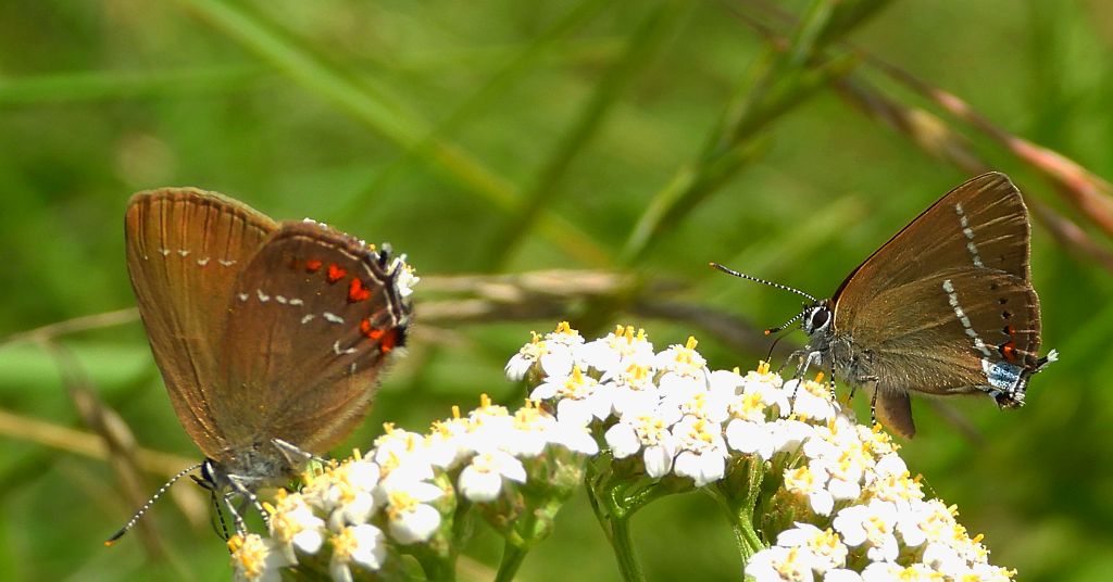 Ogończyk ostrokrzewowiec (Nordmania ilicis) i ogończyk tarninowiec (Satyrium spini)