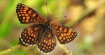 Przeplatka aurelia (Melitaea /Mellicta/ aurelia )