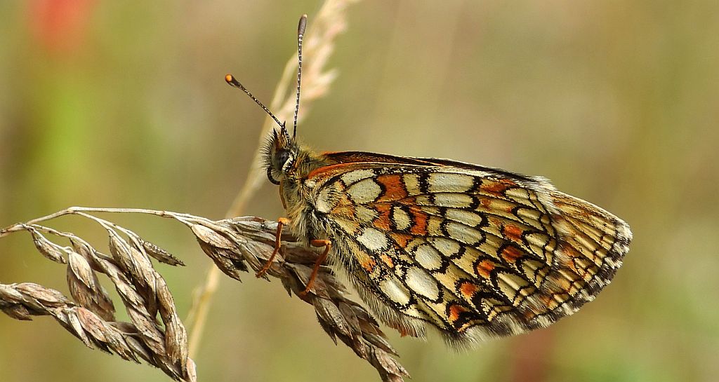 Przeplatka aurelia (Melitaea /Mellicta/ aurelia )