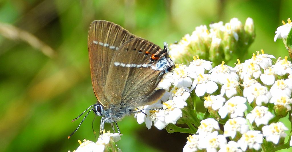 Ogończyk tarninowiec (Satyrium spini)