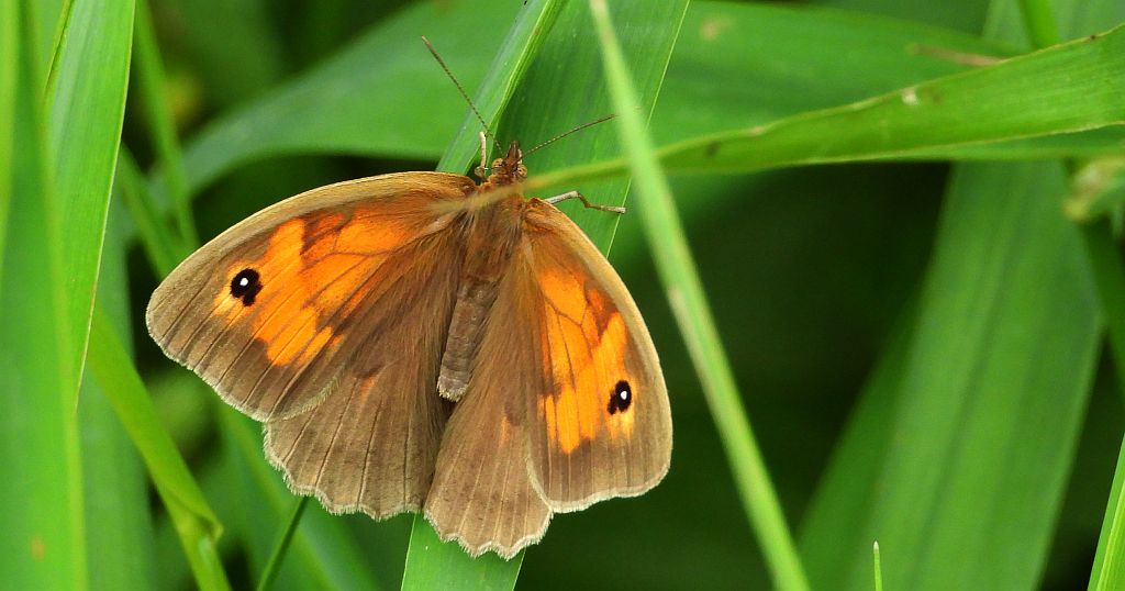 Przestrojnik wielki, przestrojnik jurtina (Maniola jurtina)
