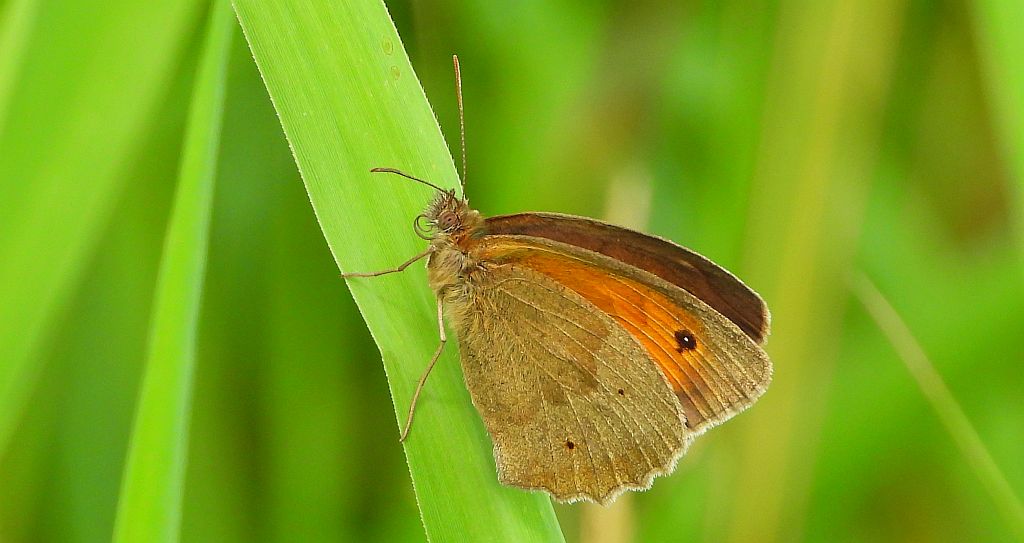 Przestrojnik wielki, przestrojnik jurtina (Maniola jurtina)