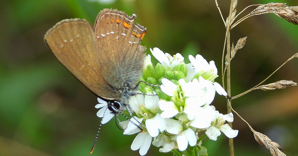 Ogończyk ostrokrzewowiec (Nordmania ilicis)