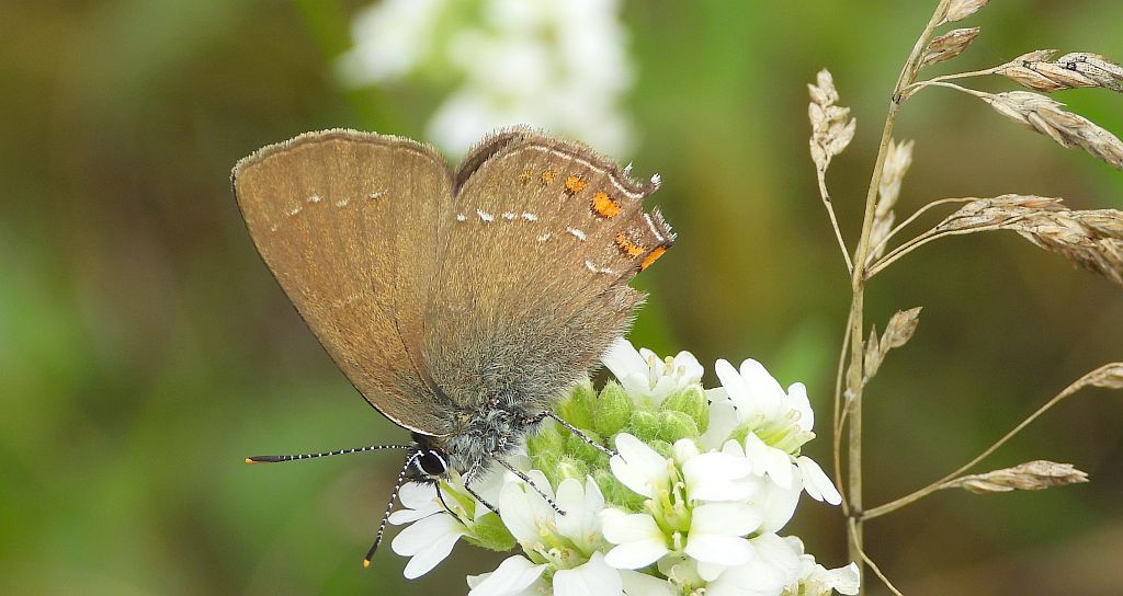 Ogończyk ostrokrzewowiec (Nordmania ilicis)