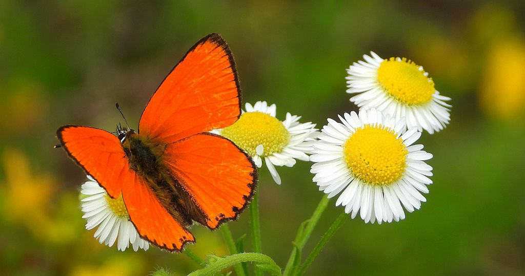Czerwończyk dukacik (Lycaena virgaureae)