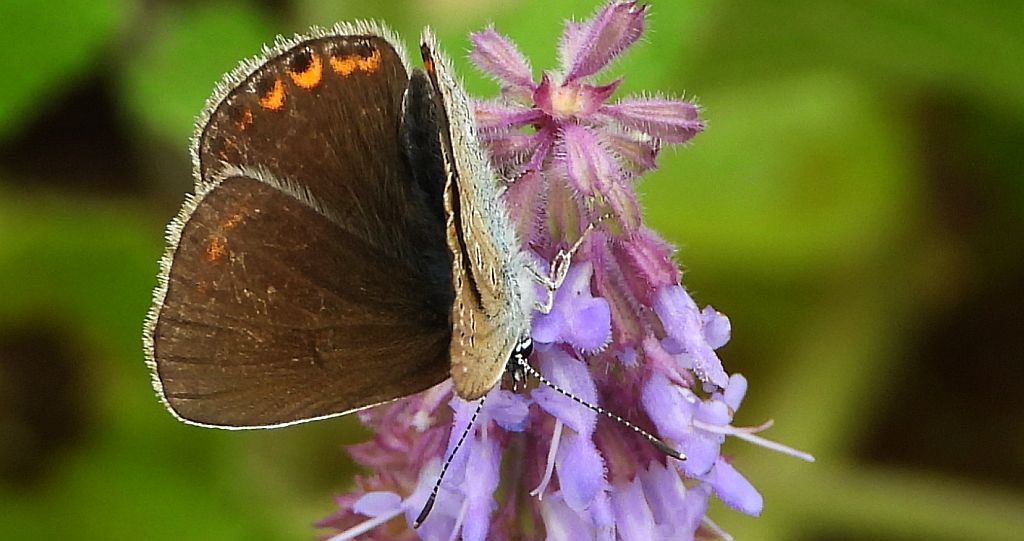 Modraszek amandus (Polyommatus amandus)