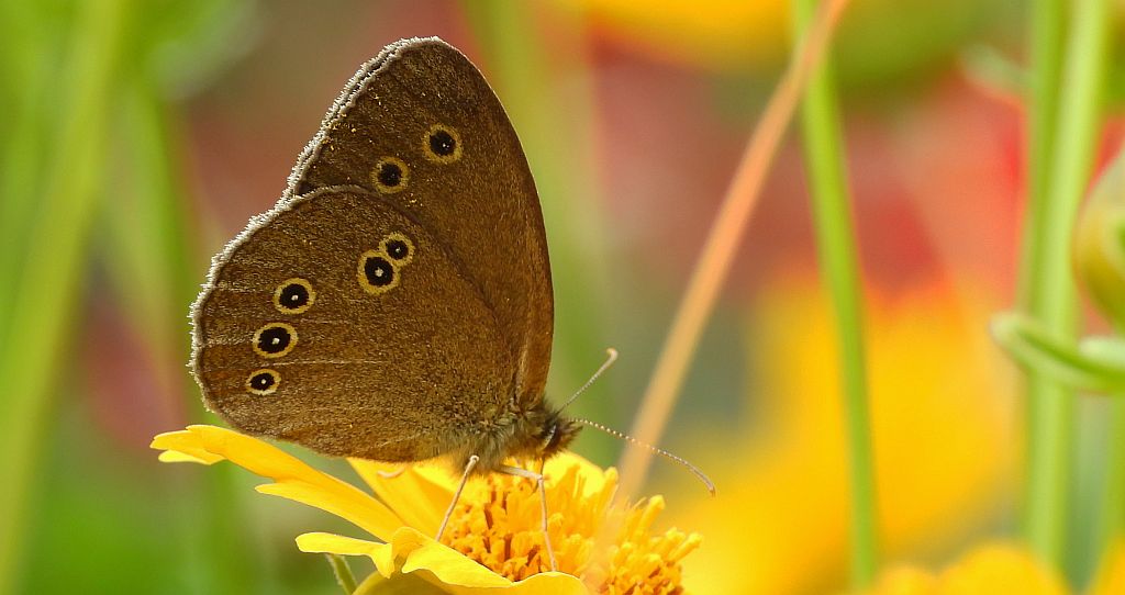 Przestrojnik trawnik (Aphantopus hyperantus)