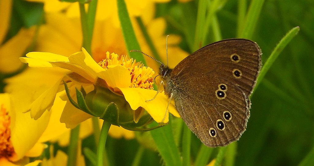 Przestrojnik trawnik (Aphantopus hyperantus)
