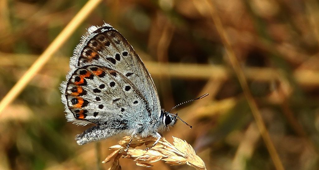 Modraszek argus (Plebejus argus)