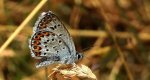 Modraszek argus (Plebejus argus)