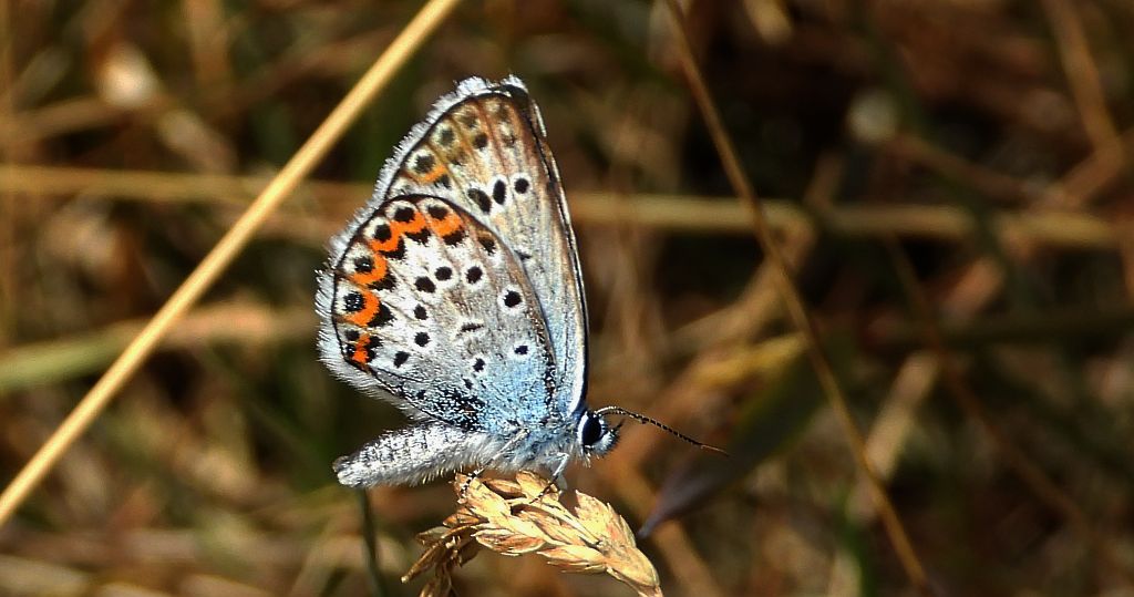 Modraszek argus (Plebejus argus)