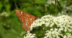 Przeplatka maturna (Euphydryas maturna)