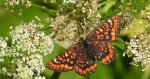 Przeplatka maturna (Euphydryas maturna)
