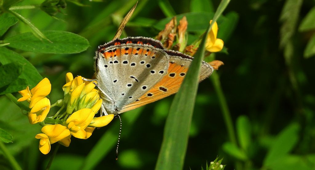 Czerwończyk nieparek, czerwończyk większy (Lycaena dispar)