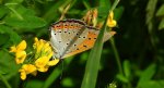 Czerwończyk nieparek, czerwończyk większy (Lycaena dispar)