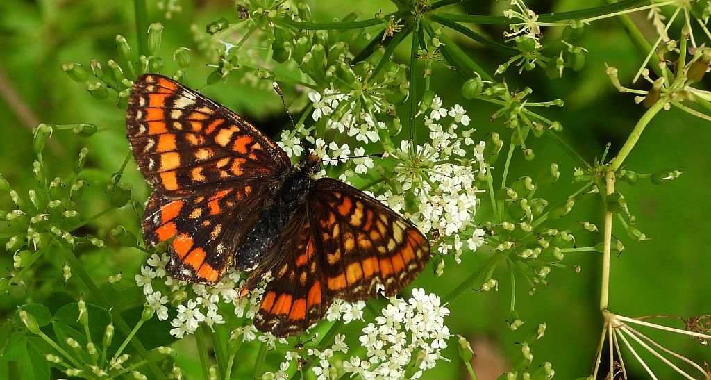 Przeplatka maturna (Euphydryas maturna)
