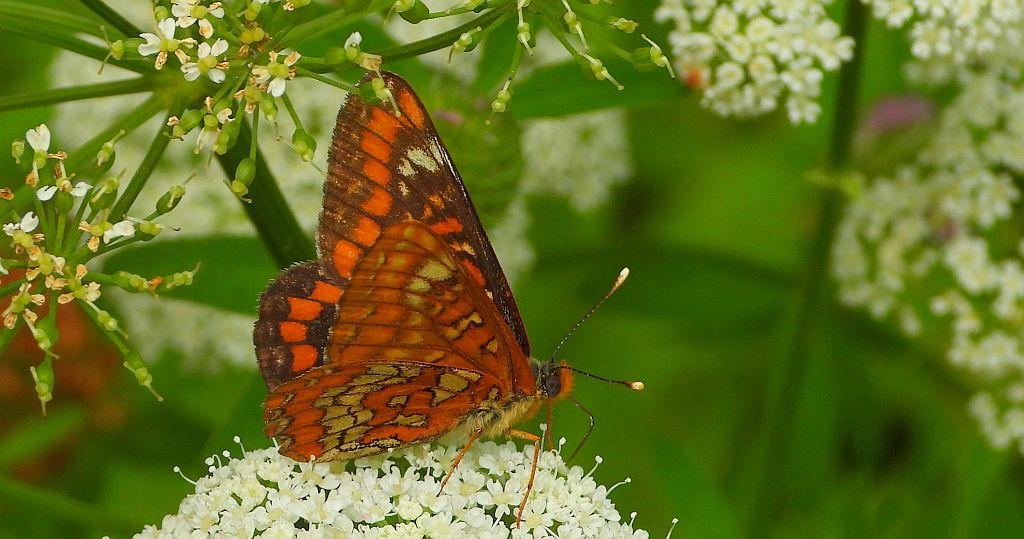 Przeplatka maturna (Euphydryas maturna)