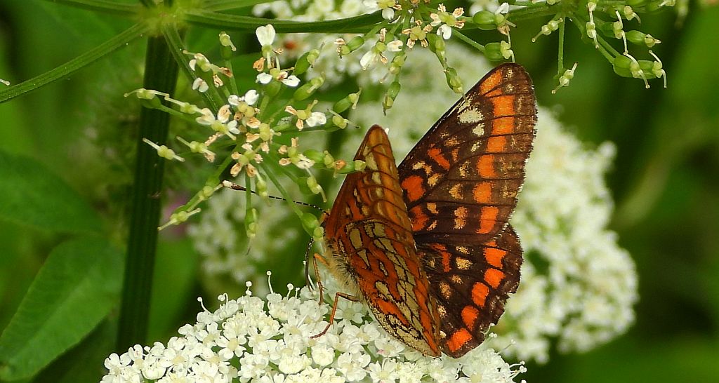 Przeplatka maturna (Euphydryas maturna)