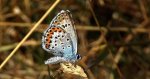 Modraszek argus (Plebejus argus)