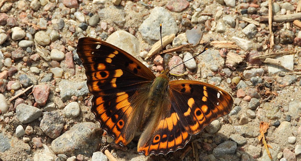 Mieniak strużnik (Apatura ilia)