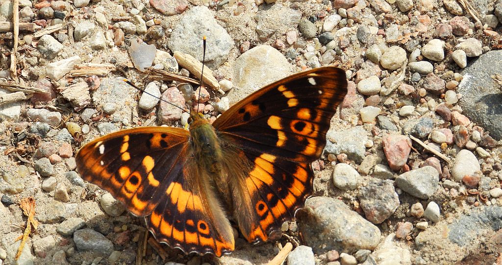 Mieniak strużnik (Apatura ilia)