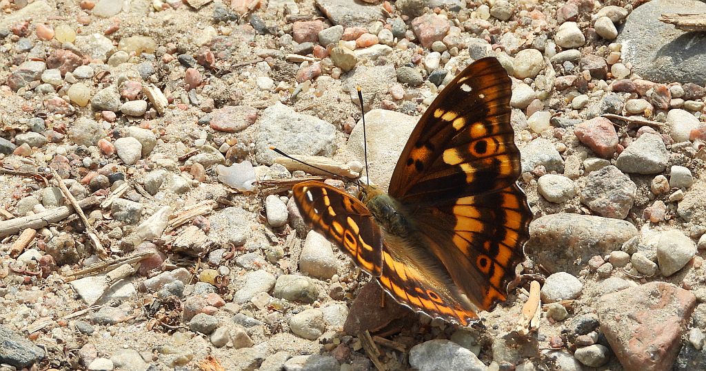 Mieniak strużnik (Apatura ilia)