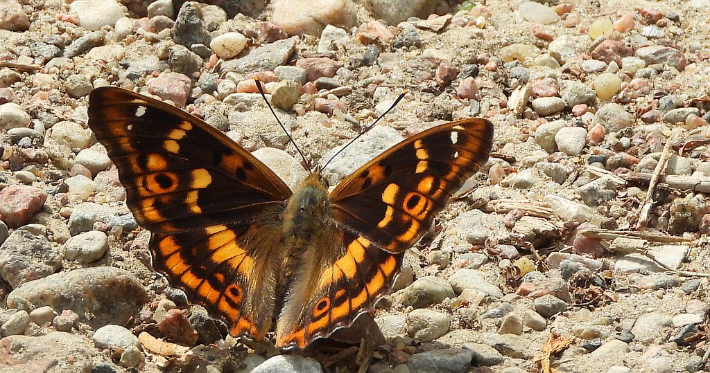 Mieniak strużnik (Apatura ilia)