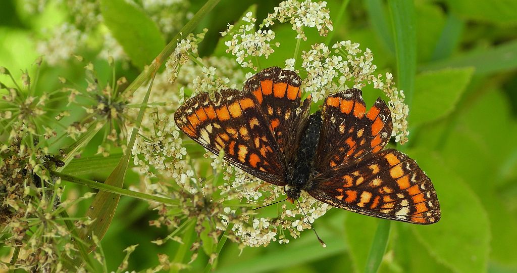 Przeplatka maturna (Euphydryas maturna)