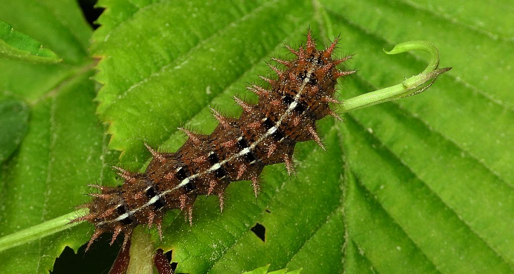 Dostojka adype, perłowiec adype, (Argynnis adippe)