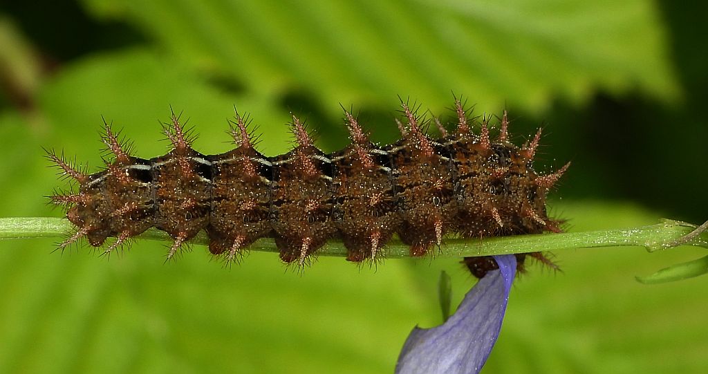Dostojka adype, perłowiec adype, (Argynnis adippe)