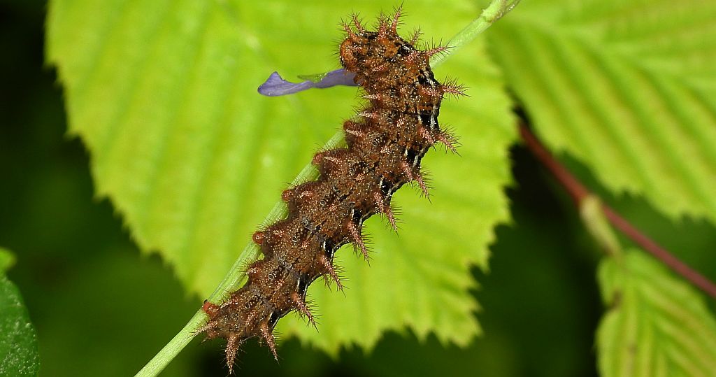 Dostojka adype, perłowiec adype, (Argynnis adippe)