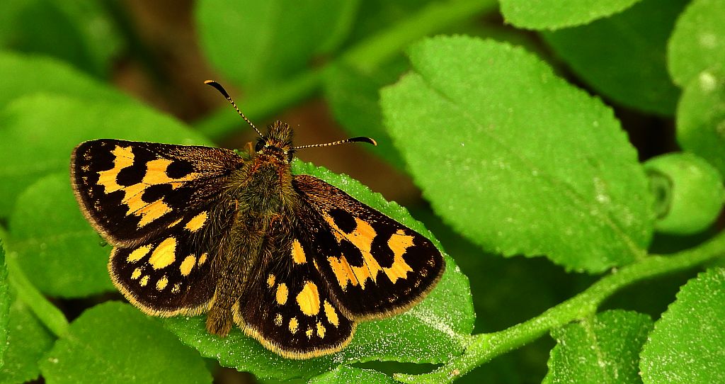 Kosternik leśniak (Carterocephalus silvicola)