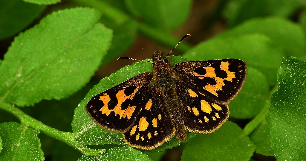 Kosternik leśniak (Carterocephalus silvicola)