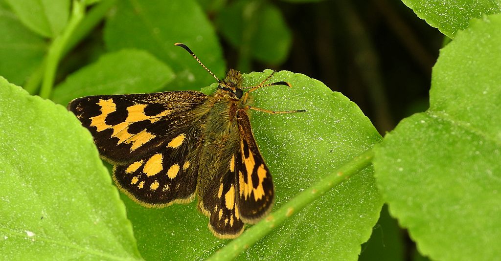 Kosternik leśniak (Carterocephalus silvicola)