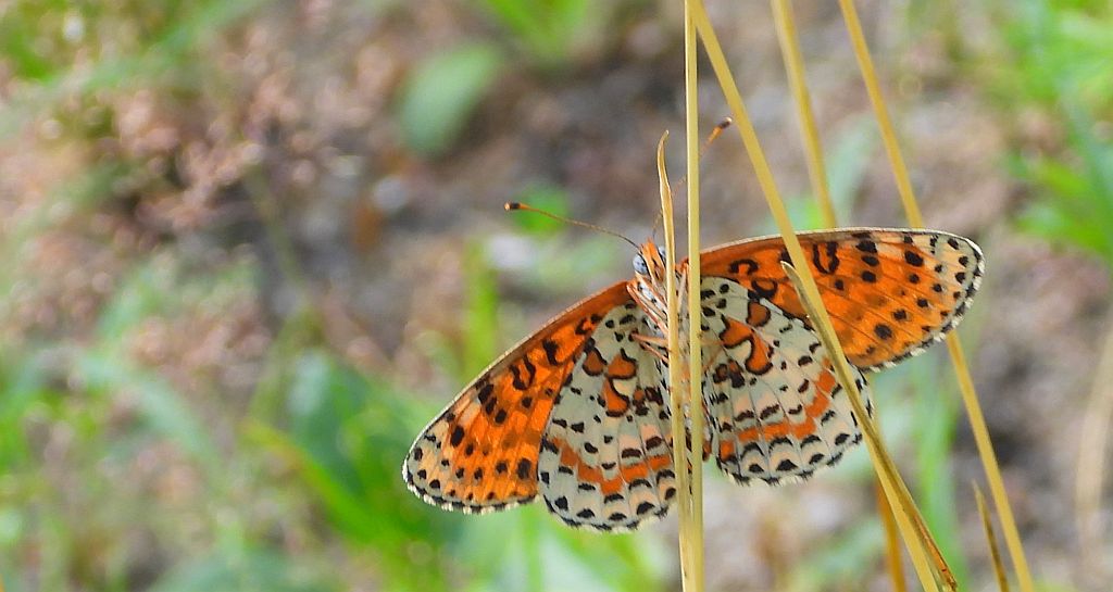 Przeplatka didyma (Melitaea didyma)