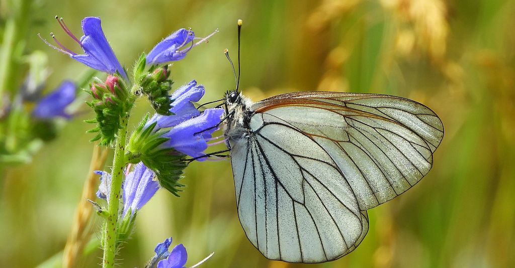Niestrzęp głogowiec (Aporia crataegi)